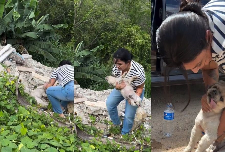 cachorro-cego-resgatado-em-sc-morre-um-dia-apos-ser-encontrado-soterrado3A-protetora-animal-lamenta cachorro-cego-resgatado-em-sc-morre-um-dia-apos-ser-encontrado-soterrado3A-protetora-animal-lamenta