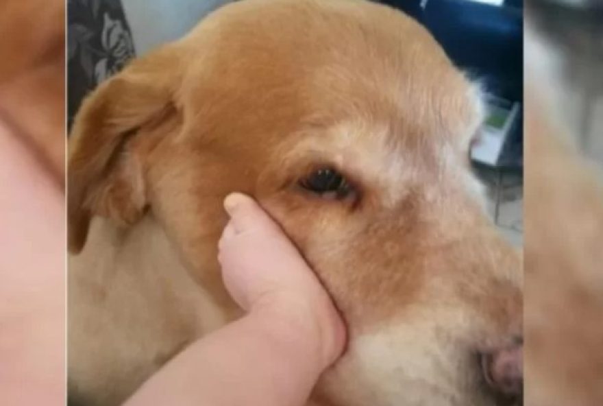 Ainda conforme a juíza, fotografias demonstraram com clareza o apego dos autores com o cachorro. (Foto: Reprodução/Redes sociais)