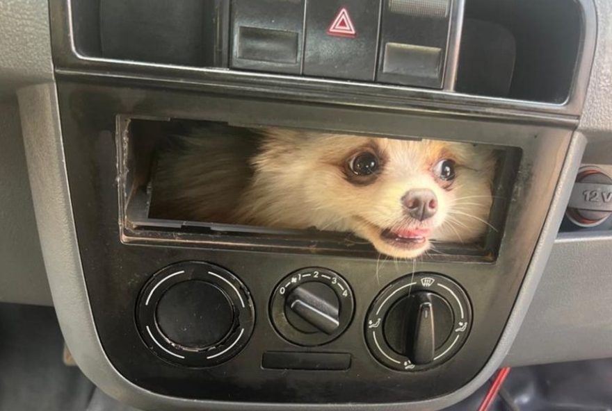 cachorro-da-raca-lulu-da-pomerania-fica-preso-no-painel-do-carro-e-e-resgatado-pelos-bombeiros3A-imagens-impressionantes