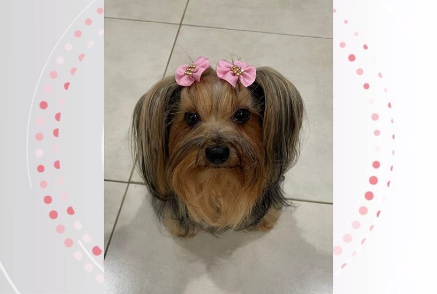 cachorro-defende-dono-de-assaltantes-em-foz-do-iguacu2C-pr3A-itens-roubados-recuperados