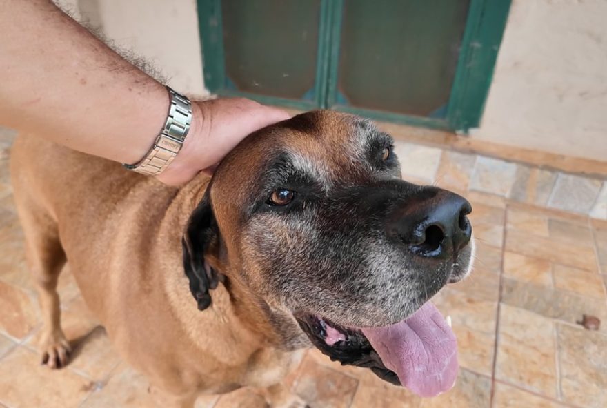 cachorro-desaparece-por-10-meses-e-e-reencontrado-pela-familia-no-interior-de-sp cachorro-desaparece-por-10-meses-e-e-reencontrado-pela-familia-no-interior-de-sp