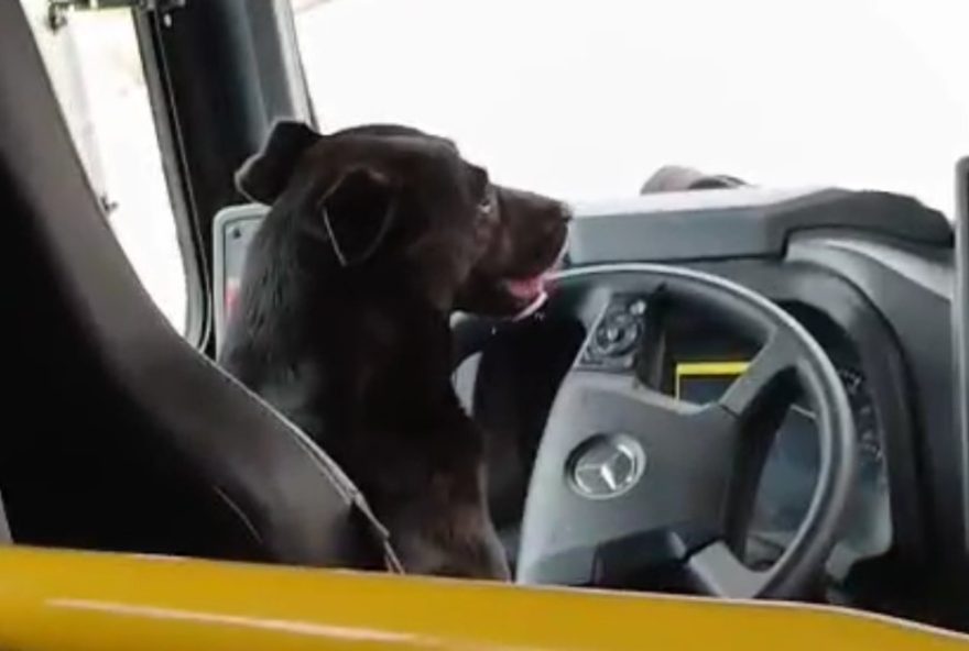 cachorro-diverte-passageiros-ao-embarcar-em-onibus-e-assumir-volante-no-parana