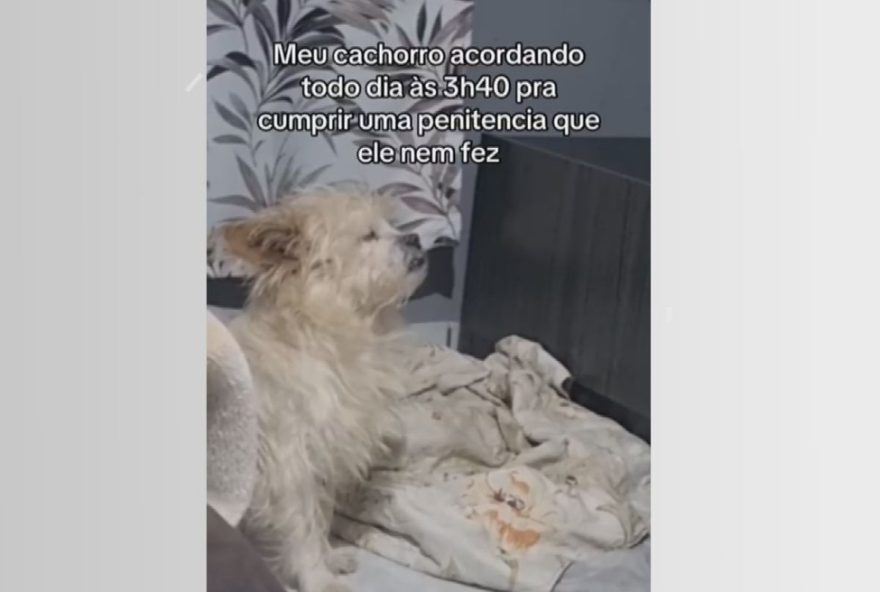 cachorro-dorme-em-pe-para-acompanhar-quaresma-de-sao-miguel-arcanjo-durante-live-no-pr