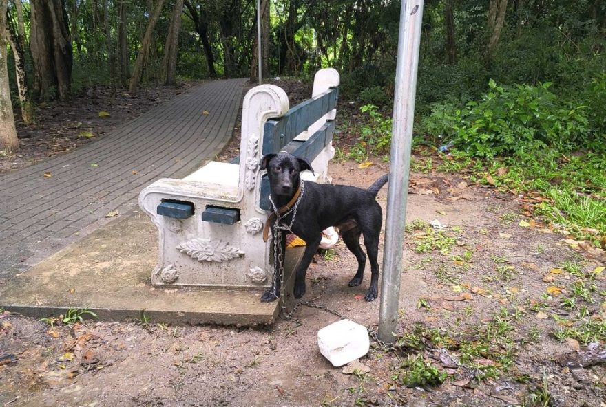 cachorro-e-abandonado-acorrentado-em-praca-no-interior-de-sao-paulo-denuncia-de-maus-tratos cachorro-e-abandonado-acorrentado-em-praca-no-interior-de-sao-paulo-denuncia-de-maus-tratos