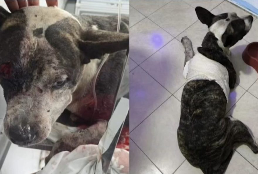 cachorro-e-baleado-e-precisa-de-cirurgia3A-policia-investiga-caso-em-fortaleza cachorro-e-baleado-e-precisa-de-cirurgia3A-policia-investiga-caso-em-fortaleza