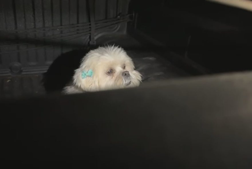 cachorro-e-deixado-preso-em-carro-no-parque-da-cidade-em-brasilia3A-crime-de-maus-tratos.-saiba-como-denunciar