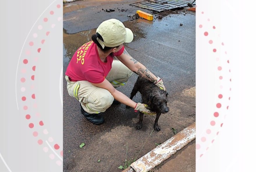 cachorro-e-resgatado-de-bueiro-em-foz-do-iguacu-durante-chuva3A-a-emocionante-historia-de-solidariedade-dos-bombeiros cachorro-e-resgatado-de-bueiro-em-foz-do-iguacu-durante-chuva3A-a-emocionante-historia-de-solidariedade-dos-bombeiros