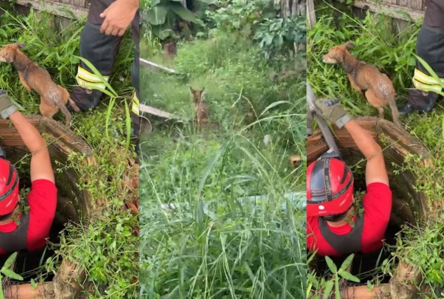 cachorro-e-salvo-por-bombeiros-apos-cair-em-poco-de-quatro-metros-em-paragominas cachorro-e-salvo-por-bombeiros-apos-cair-em-poco-de-quatro-metros-em-paragominas