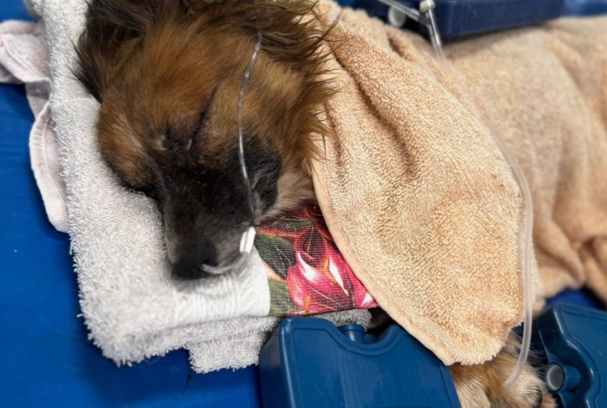 cachorro-encontrado-enterrado-vivo-em-sapiranga3A-policia-investiga-maus-tratos cachorro-encontrado-enterrado-vivo-em-sapiranga3A-policia-investiga-maus-tratos