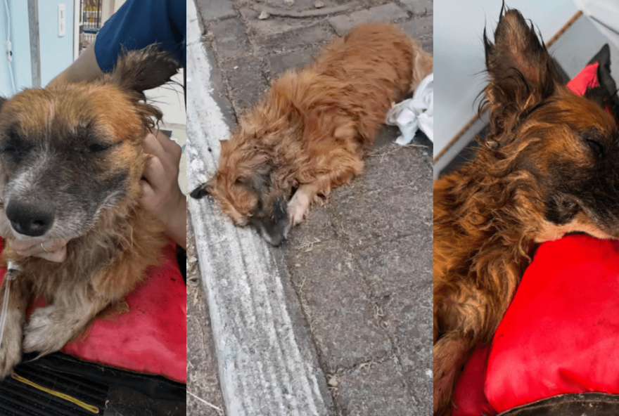 cachorro-enterrado-vivo3A-resgate-e-mobilizacao-por-justica-animal cachorro-enterrado-vivo3A-resgate-e-mobilizacao-por-justica-animal