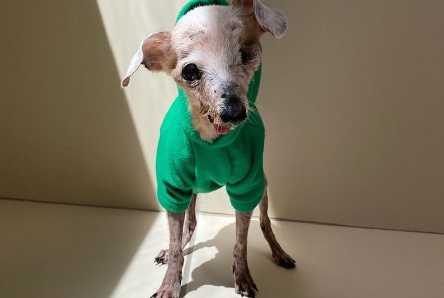 cachorro-fossil-pingo2C-icone-da-internet2C-falece-aos-21-anos-em-recife