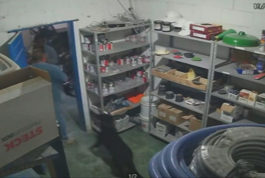 cachorro-heroi-evita-furto-em-marmoraria-em-bh3B-video-e-detalhes-da-acao cachorro-heroi-evita-furto-em-marmoraria-em-bh3B-video-e-detalhes-da-acao