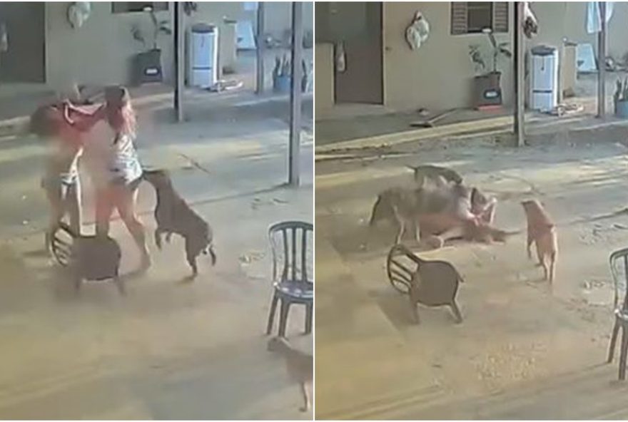 cachorro-heroi-tenta-separar-briga-entre-mulheres-em-posse3A-video-viraliza-e-gera-debate-nas-redes-sociais