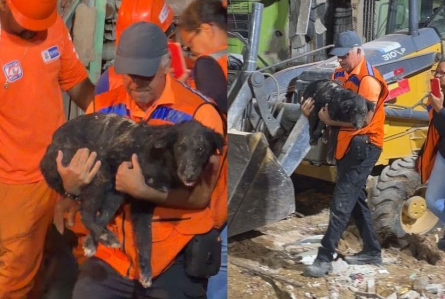 cachorro-nick2C-resgatado-de-escombros2C-morre-em-olinda-apos-explosao cachorro-nick2C-resgatado-de-escombros2C-morre-em-olinda-apos-explosao