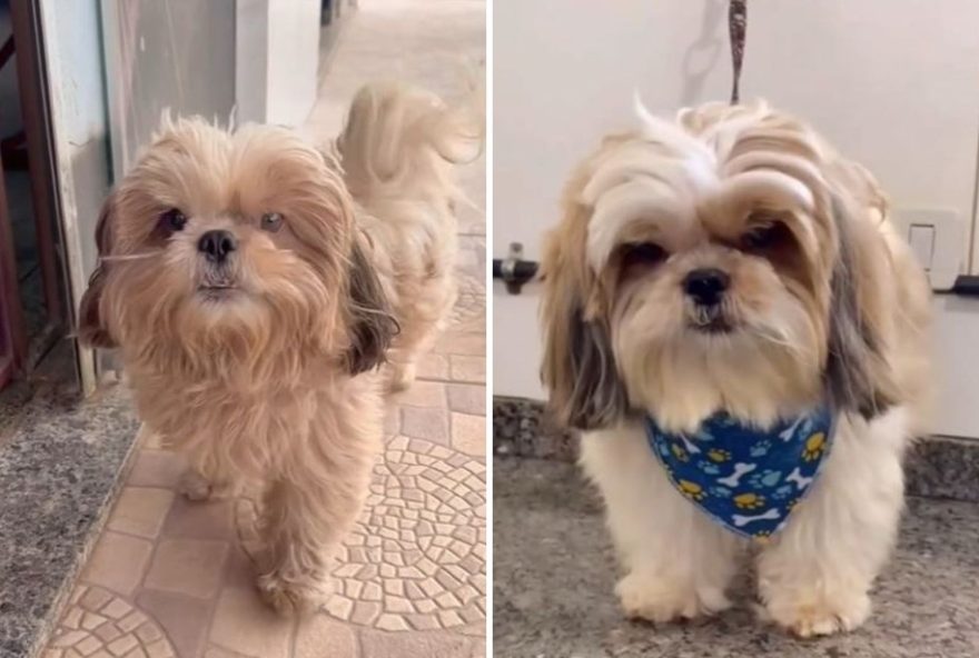 cachorro-pipoca-foge-de-casa-e-surpreende-com-transformacao-em-pet-shop