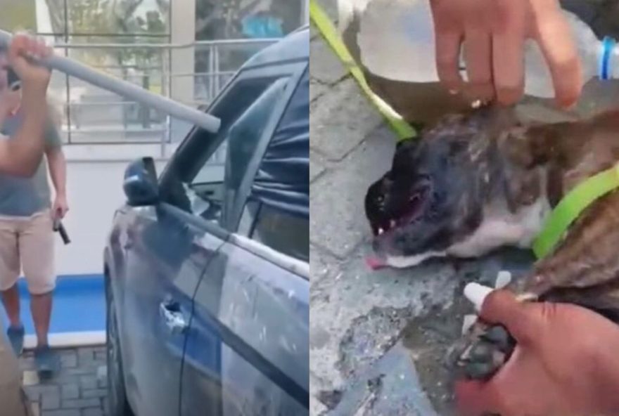 Vídeo: PM salva cachorro que estava preso dentro de um carro, em Santa Catarina