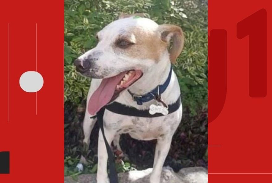 cachorro-resgatado-apos-invadir-pista-de-aeroporto-na-bahia3A-conheca-a-historia-de-juninho
