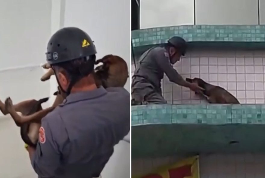 cachorro-resgatado-em-marquise-de-predio-no-litoral-de-sp3A-assista-ao-video-do-salvamento