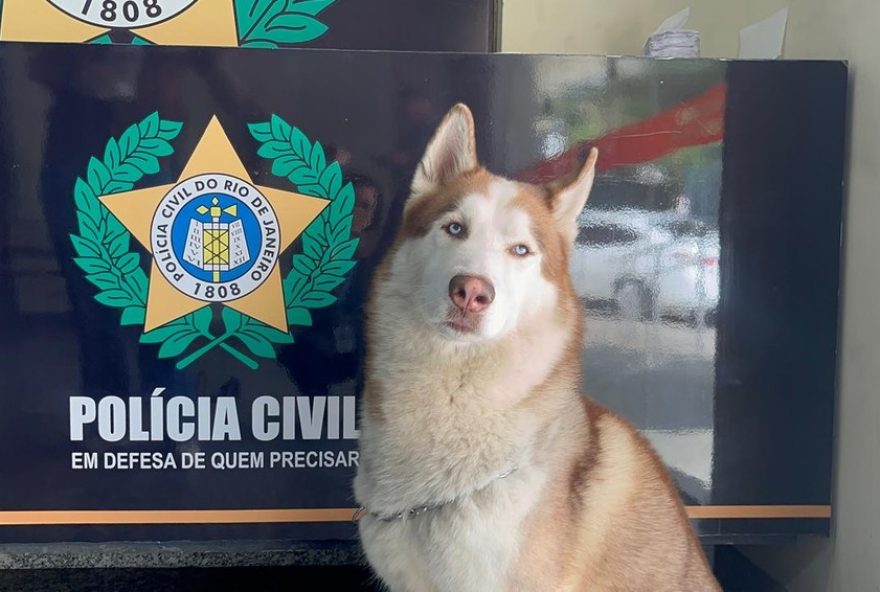 cachorro-resgatado-em-operacao-policial-no-rio-de-janeiro2C-husky-siberiano-charlie-buscando-por-tutor-legitimo