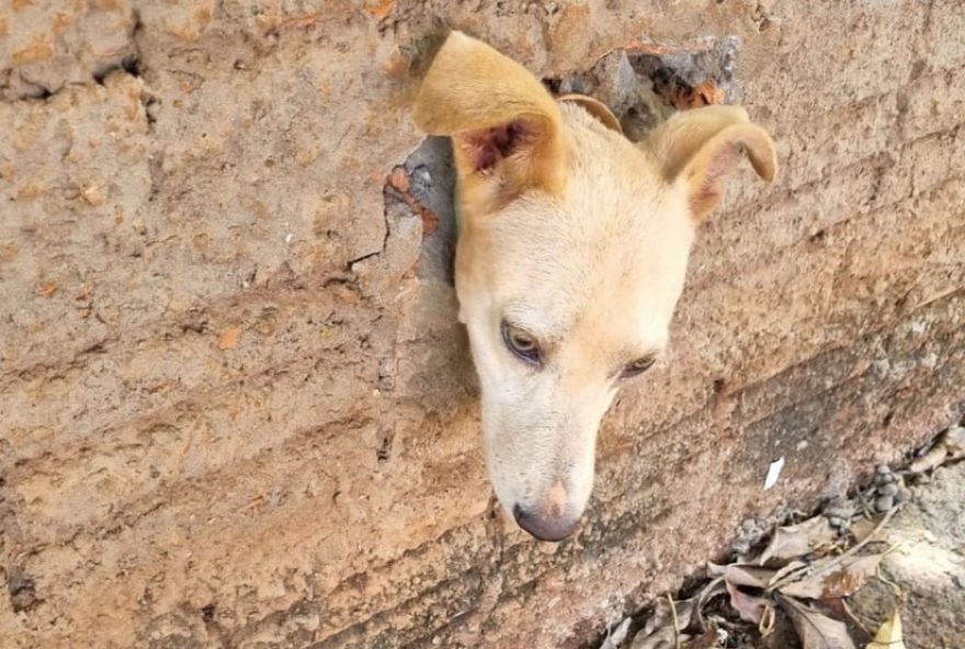 cachorro-resgatado-em-tubulacao-de-agua-em-ourinhos3A-corpo-de-bombeiros-age-rapido-para-salvar-animal-em-apuros cachorro-resgatado-em-tubulacao-de-agua-em-ourinhos3A-corpo-de-bombeiros-age-rapido-para-salvar-animal-em-apuros
