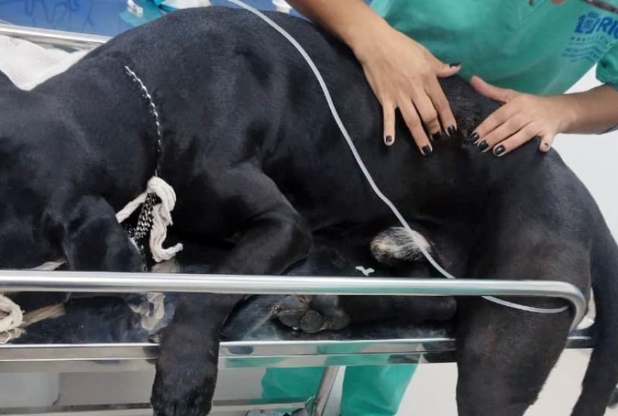 cachorro-scooby2C-baleado-em-operacao-no-rio2C-recebe-alta-e-se-recupera-em-casa cachorro-scooby2C-baleado-em-operacao-no-rio2C-recebe-alta-e-se-recupera-em-casa