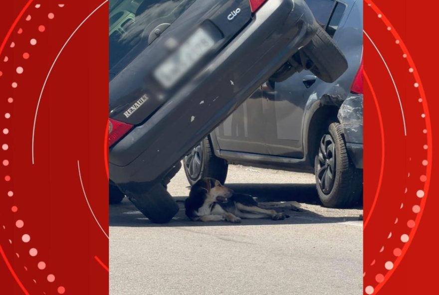 cachorro-se-abriga-a-sombra-de-carro-acidentado-em-campina-grande-do-sul cachorro-se-abriga-a-sombra-de-carro-acidentado-em-campina-grande-do-sul