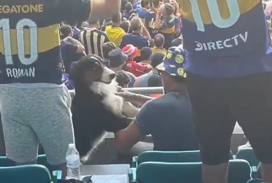 cachorro-torcedor-anima-jogo-entre-boca-juniors-e-benfica-na-copa-do-mundo-de-clubes-2025