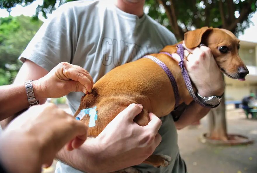 Proposta de Lei prevê vacinação obrigatória de cães e gatos em todo o Brasil contra raiva e leptospirose (Foto: Agência Brasil/arquivo)