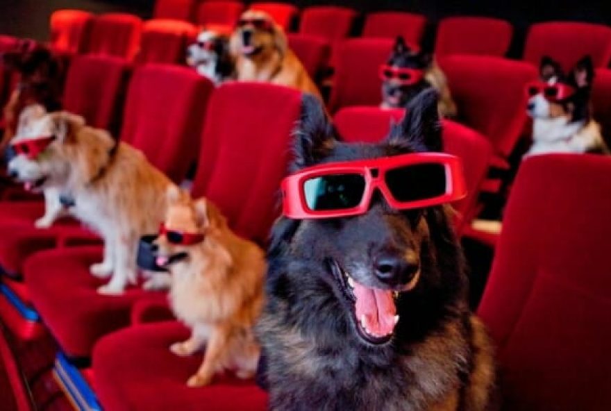 cachorro_cinema_3