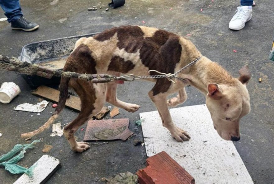 cachorros-resgatados-de-maus-tratos-em-mg3A-jovem-presa-por-negligencia