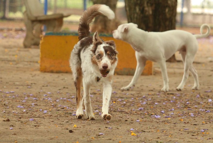 Denúncias por maus-tratos a animais diminuem em Goiânia
