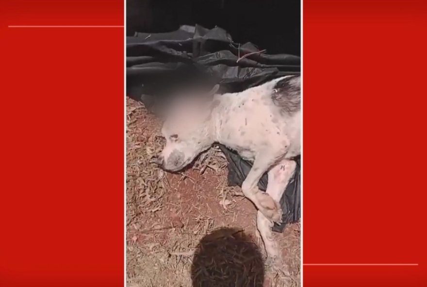 cadela-agredida-a-pauladas-no-df3A-dupla-e-presa-e-animal-sofre-afundamento-no-cranio-de-df