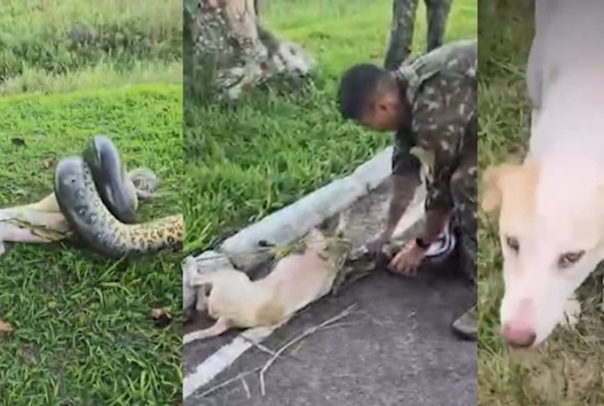 cadela-atacada-por-sucuri-e-salva-por-sargento-do-exercito-e-ganha-novo-lar-como-mel cadela-atacada-por-sucuri-e-salva-por-sargento-do-exercito-e-ganha-novo-lar-como-mel