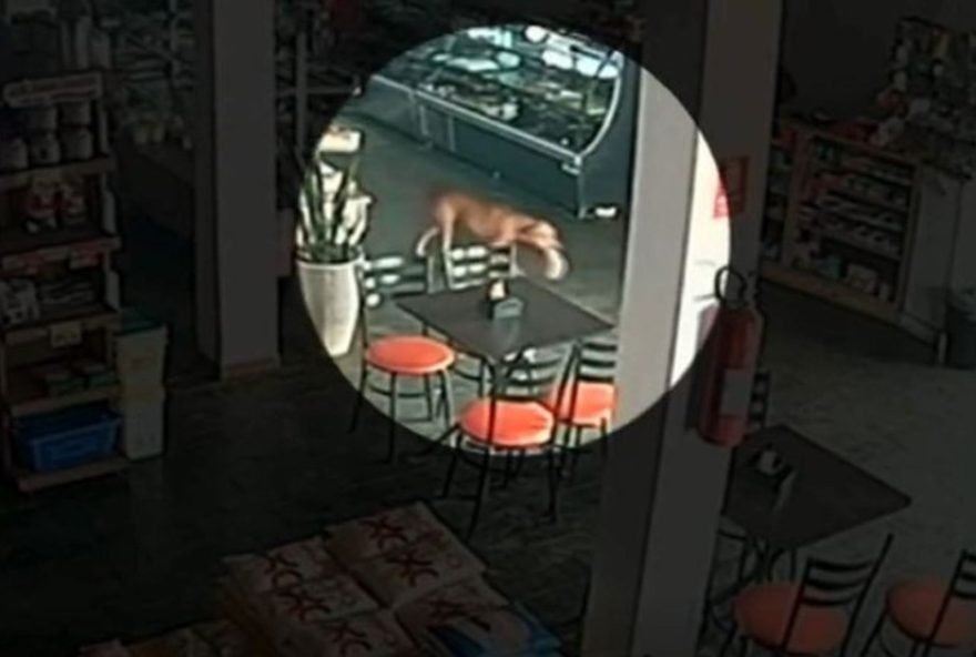 cadela-caramelo-viraliza-ao-22furtar22-pao-em-padaria-de-caturai2C-goiania3A-a-divertida-historia-peluda-das-22celebridades-caninas22-da-regiao