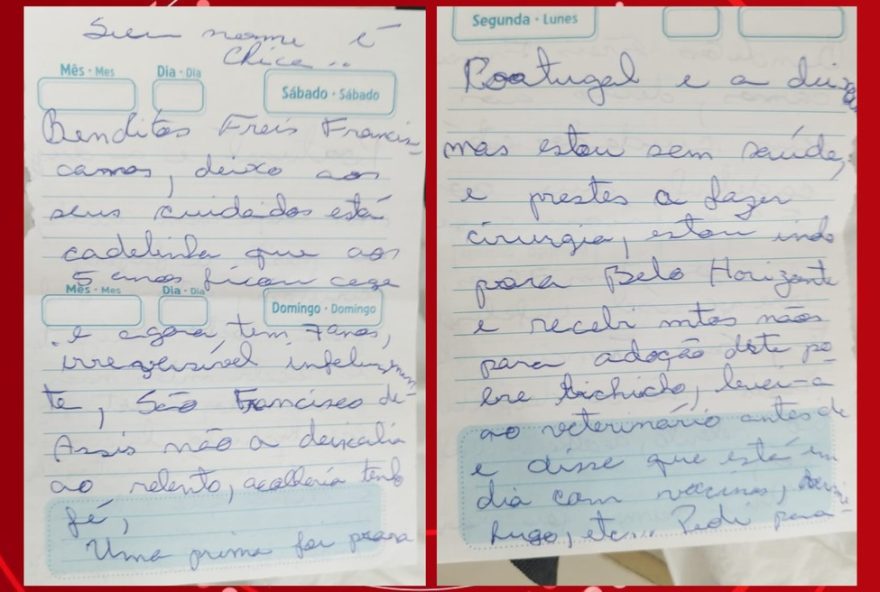 cadela-cega-e-abandonada-em-igreja-de-curitiba-com-pedido-comovente3A-cuide-dela-por-deus.-como-a-comunidade-se-uniu-para-garantir-um-lar-acolhedor-para-bia cadela-cega-e-abandonada-em-igreja-de-curitiba-com-pedido-comovente3A-cuide-dela-por-deus.-como-a-comunidade-se-uniu-para-garantir-um-lar-acolhedor-para-bia