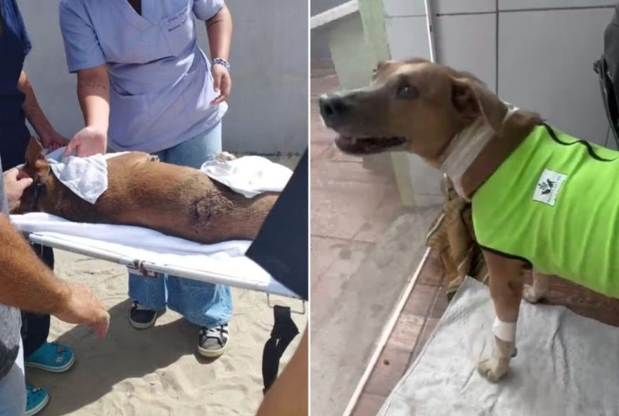 cadela-comunitaria-neguinha-se-recupera-apos-ser-esfaqueada-em-praia-grande2C-sp cadela-comunitaria-neguinha-se-recupera-apos-ser-esfaqueada-em-praia-grande2C-sp