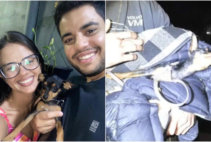 cadela-de-estudante-de-medicina-morre-em-acidente3A-pinscher-passa-por-cirurgia-na-coluna-e-esta-sem-andar2C-lamenta-marido