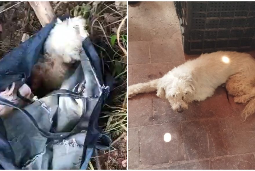 cadela-e-abandonada-em-mata-com-patas-amarradas-no-crato3A-resgate-urgente