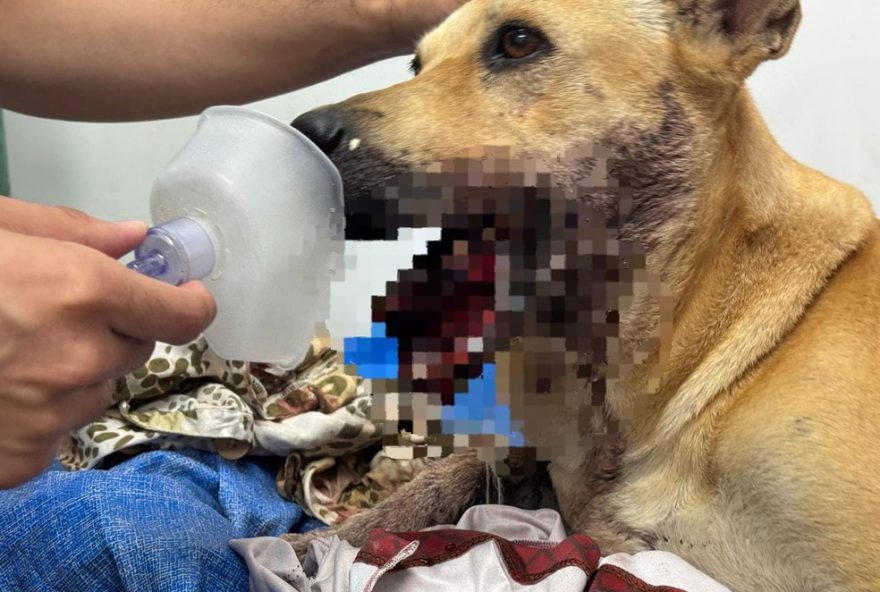 cadela-e-atingida-por-explosivo-durante-a-virada-do-ano-em-manaus3A-como-ajudar cadela-e-atingida-por-explosivo-durante-a-virada-do-ano-em-manaus3A-como-ajudar