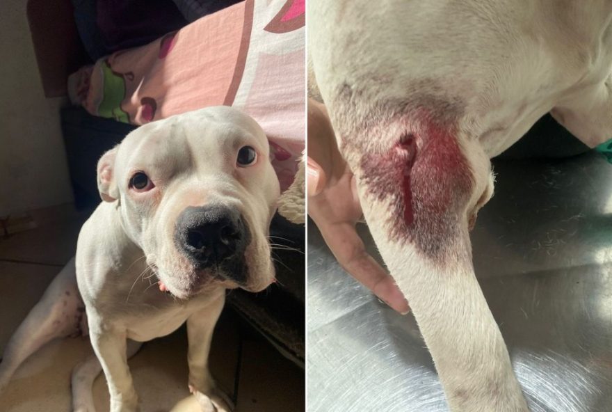 cadela-e-baleada-por-guarda-municipal-em-sp3B-tutora-relata-inocencia-do-animal-no-incidente cadela-e-baleada-por-guarda-municipal-em-sp3B-tutora-relata-inocencia-do-animal-no-incidente