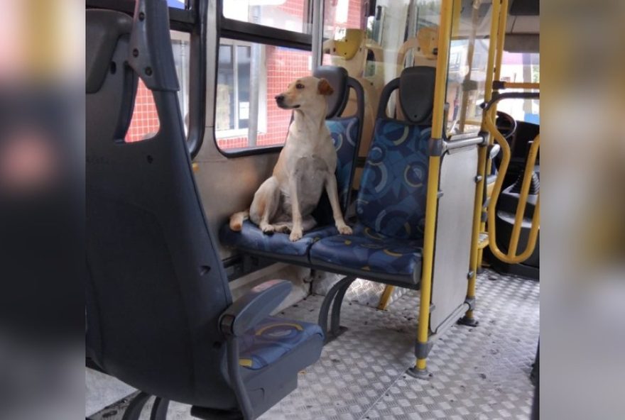 cadela-exploradora-de-jundiai-e-flagrada-em-onibus-e-terminal2C-enquanto-aguarda-tutor