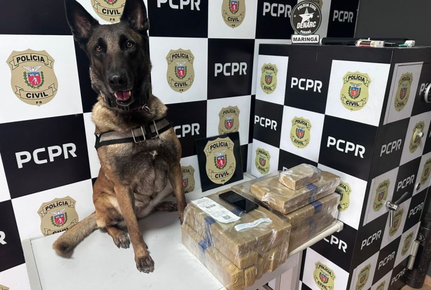 cadela-farejadora-becky-identifica-22-kg-de-drogas-em-onibus-no-parana3A-policia-civil-destaca-importancia-do-animal-na-operacoes cadela-farejadora-becky-identifica-22-kg-de-drogas-em-onibus-no-parana3A-policia-civil-destaca-importancia-do-animal-na-operacoes