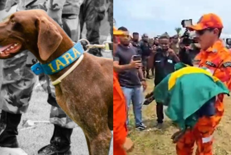 cadela-farejadora-do-ceara-morre-antes-de-buscar-criancas-desaparecidas-em-bacabal3A-homenagem-emocionante-e-busca-intensa cadela-farejadora-do-ceara-morre-antes-de-buscar-criancas-desaparecidas-em-bacabal3A-homenagem-emocionante-e-busca-intensa