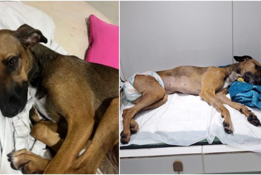 cadela-morre-apos-agressao-em-condominio-na-grande-fortaleza3A-tutora-relata-invasao-no-apartamento-e-pede-justica