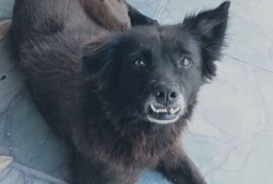 cadela-morre-eletrocutada-em-parque-de-diversoes-de-guaratiba3B-prefeitura-interdita-espaco-em-investigacao cadela-morre-eletrocutada-em-parque-de-diversoes-de-guaratiba3B-prefeitura-interdita-espaco-em-investigacao