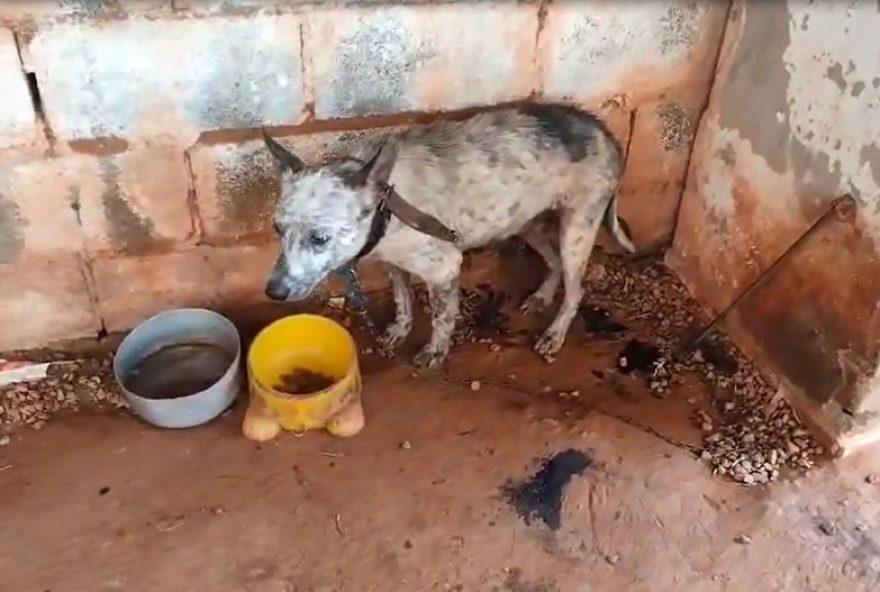 cadela-resgatada-em-caconde3A-homem-e-preso-por-maus-tratos-a-animal.-ajuda-necessaria cadela-resgatada-em-caconde3A-homem-e-preso-por-maus-tratos-a-animal.-ajuda-necessaria