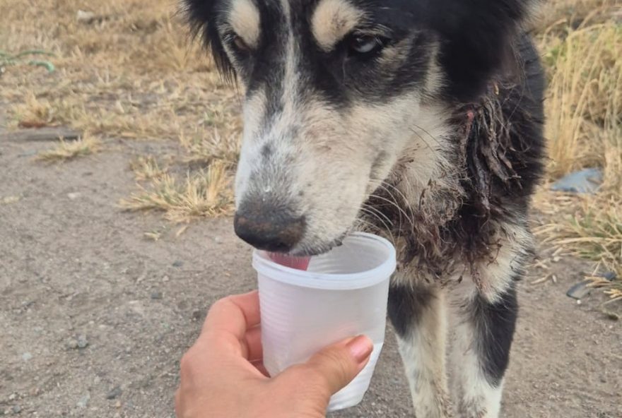 cadela-resgatada-na-br-2323A-valentina2C-vitima-de-maus-tratos2C-busca-novo-lar