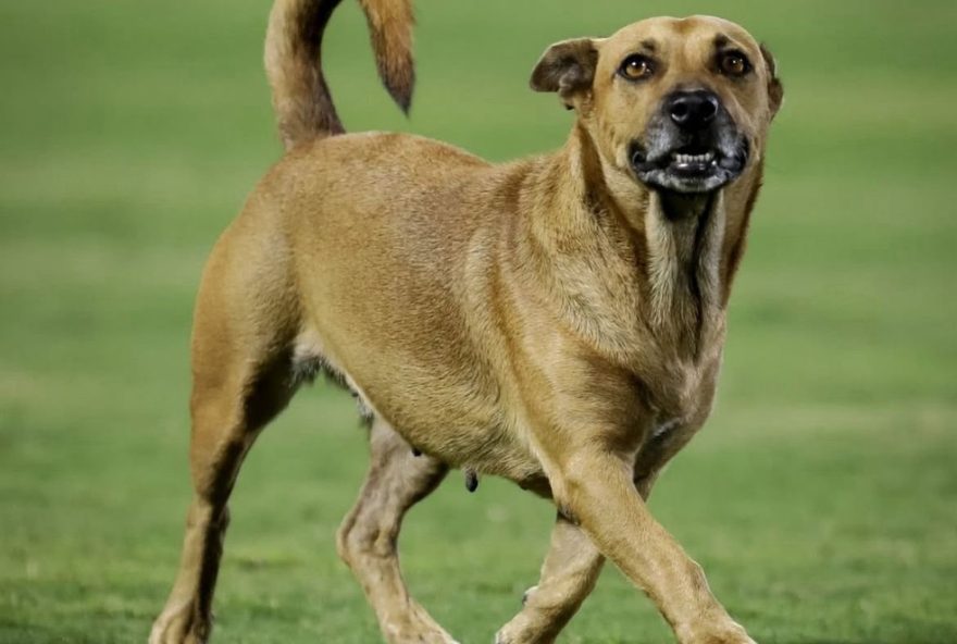 cadela-tacinha3A-o-talisma-do-volta-redonda-na-serie-b-do-brasileirao