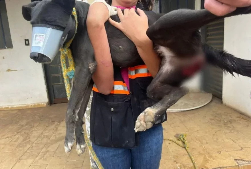 Momento em que a cadela é resgatada (Foto: Divulgação/PCGO)