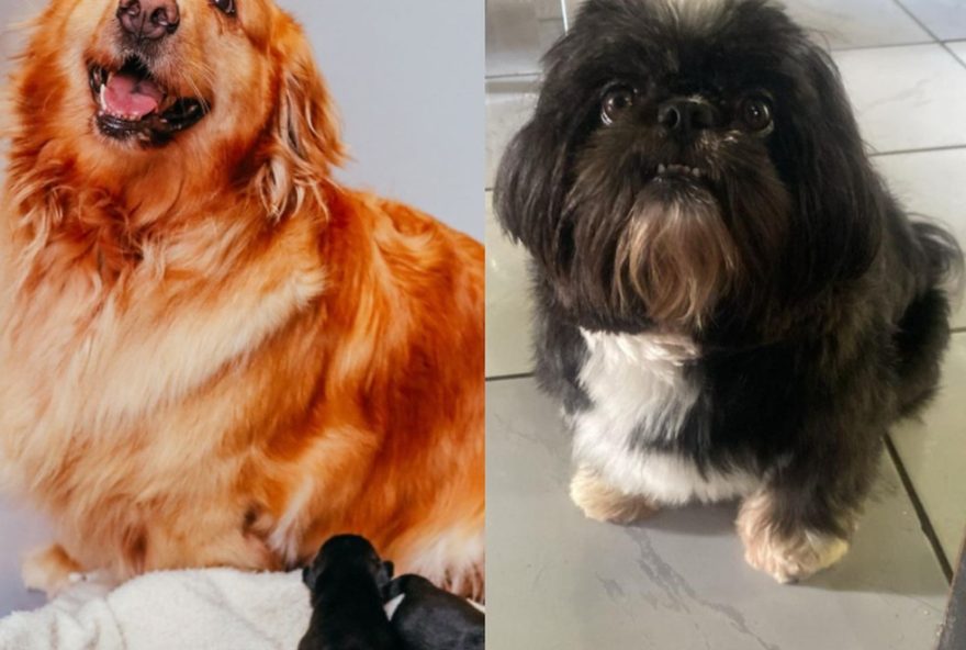 cadelinha-de-45-kg-cruza-com-shih-tzu3A-filhotes-virais-de-2024-em-joinville